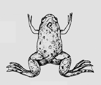 Picture of a Xenopus laevis frog