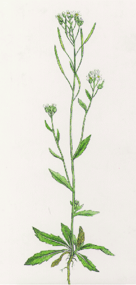 Picture of Arabidopsis thaliana