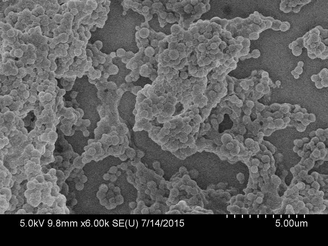 SEM image of chitosan nanoparticles produced this summer