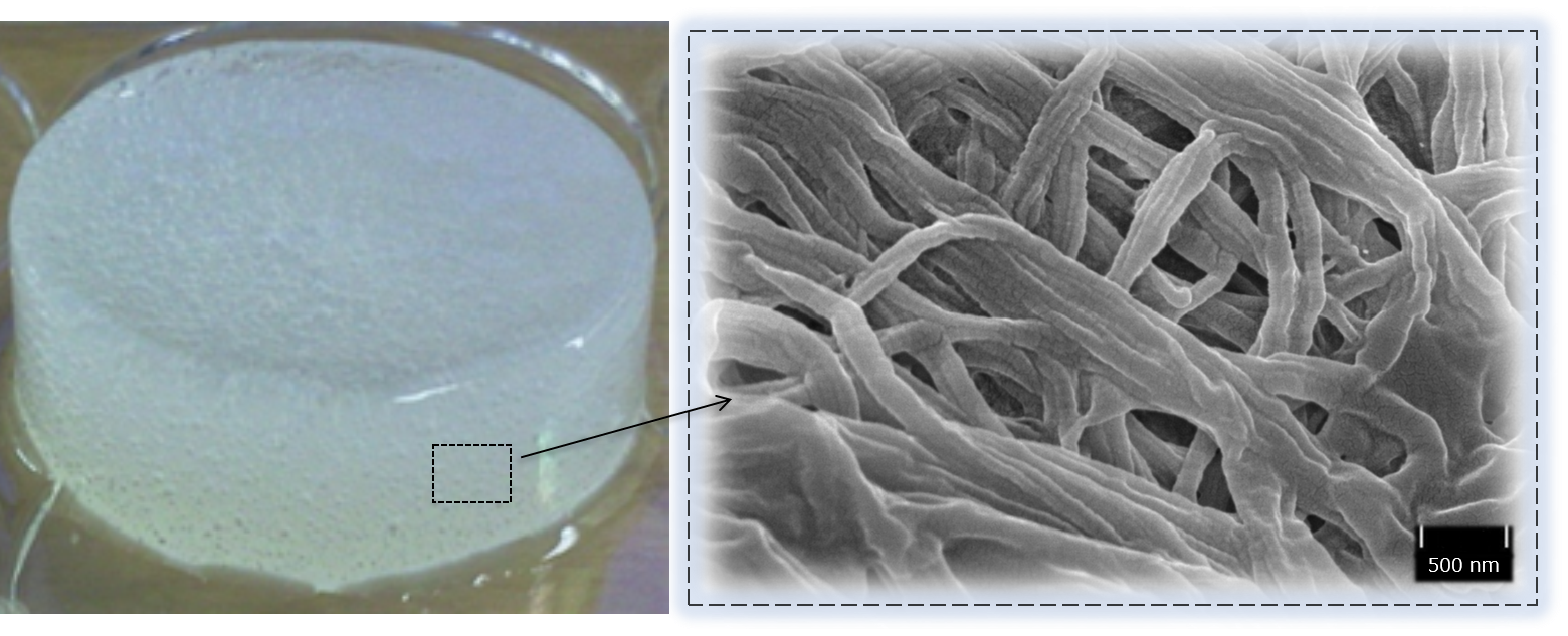 Macroscopic view of collagen gel (left) and microscopic view of collagen matrix (right)