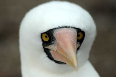 Nazca booby