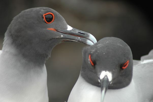 Gallapagos gulls